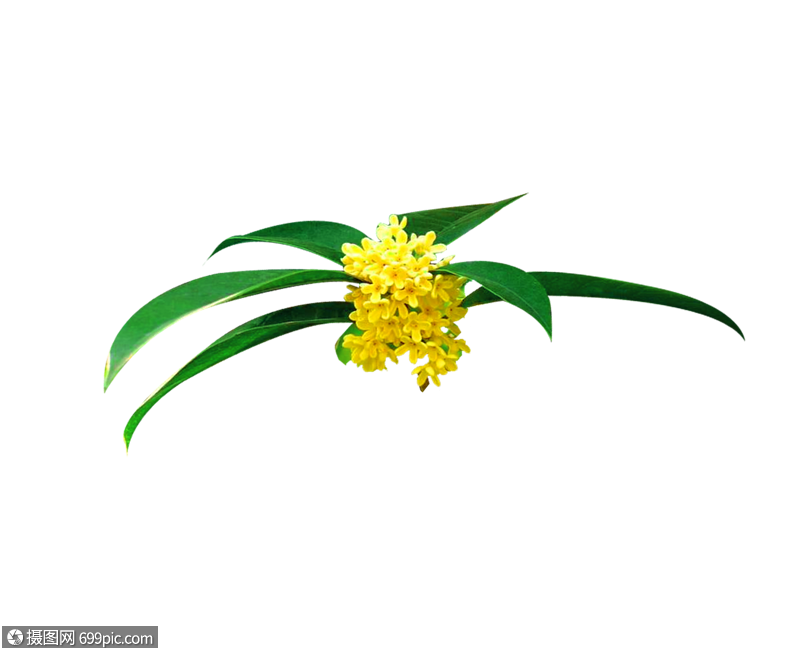 桂花花瓣桂花图片图片