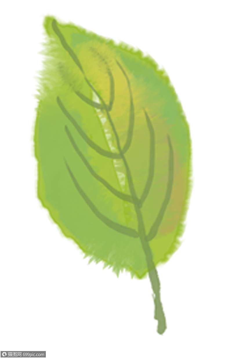 植物叶子树叶插画图片