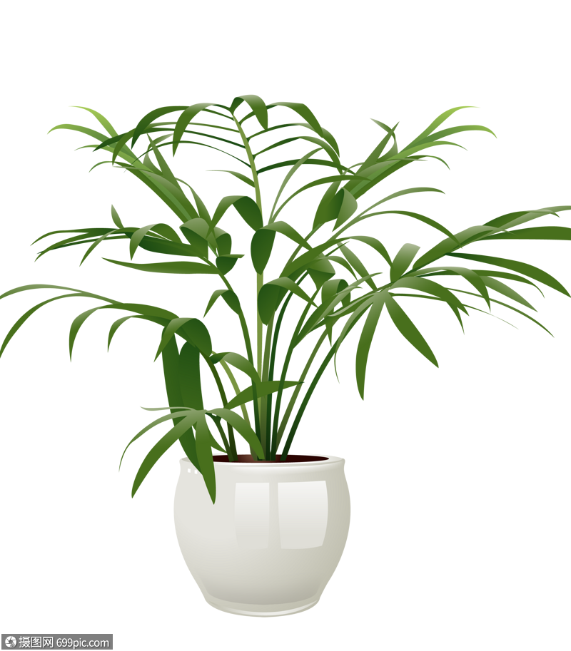 散尾葵绿色植物高清图片素材