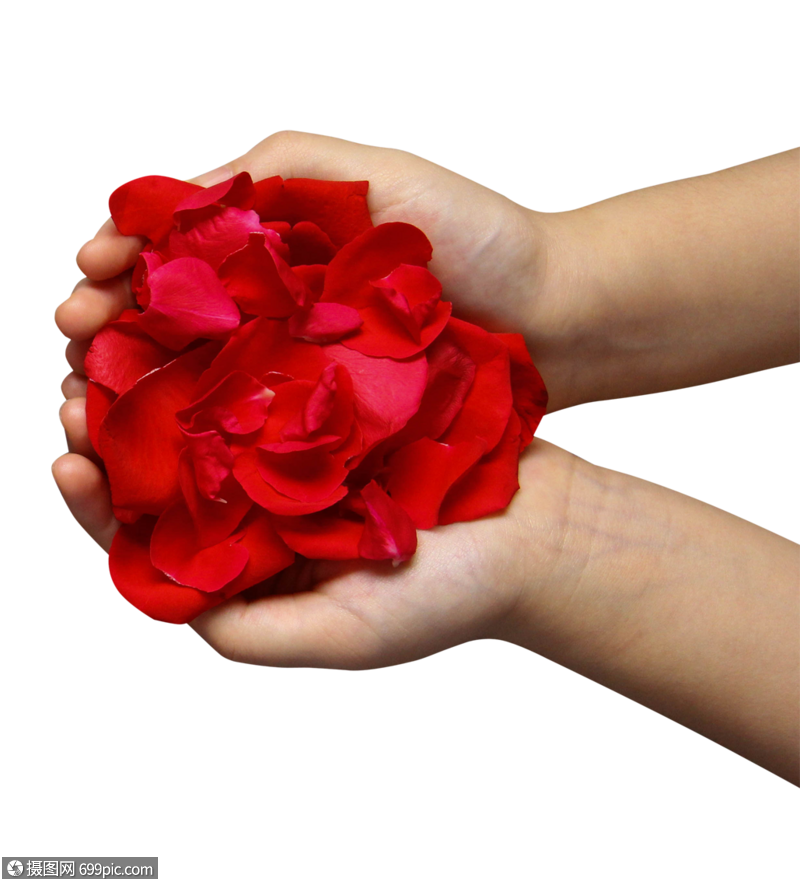 双手捧着红玫瑰花瓣爱七夕