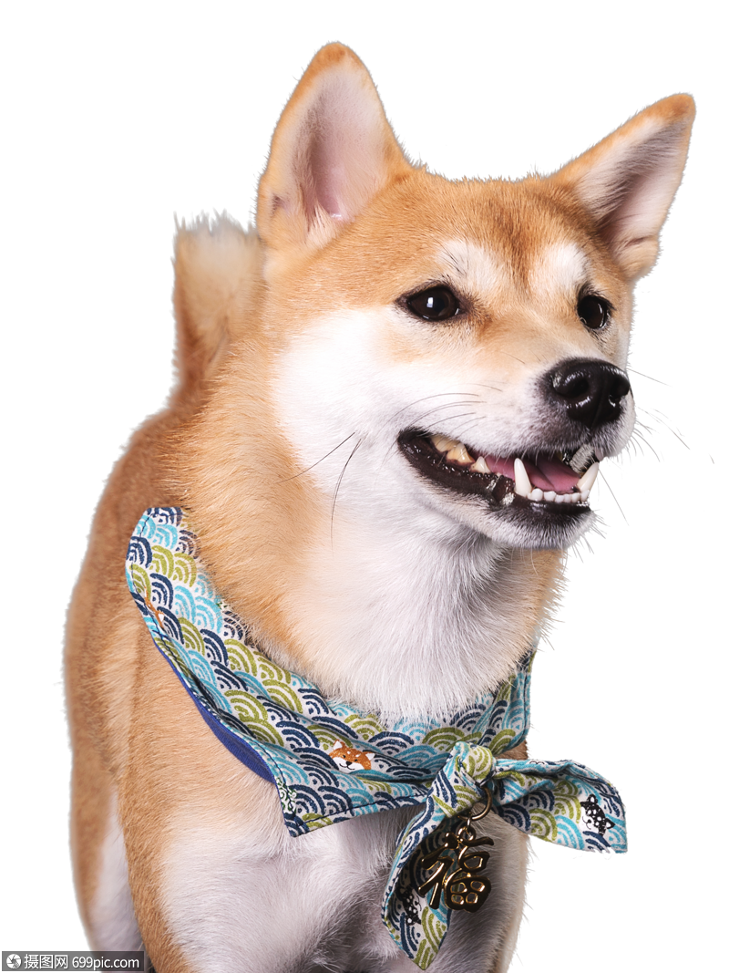 柴犬狗可爱宠物高清图片素材