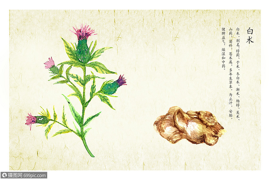 插画 生活方式 白术.psd