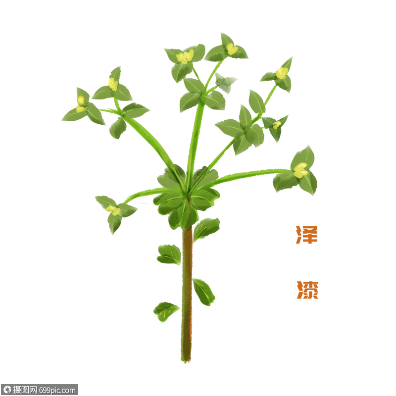 手绘泽漆被子植物门双子叶植物纲