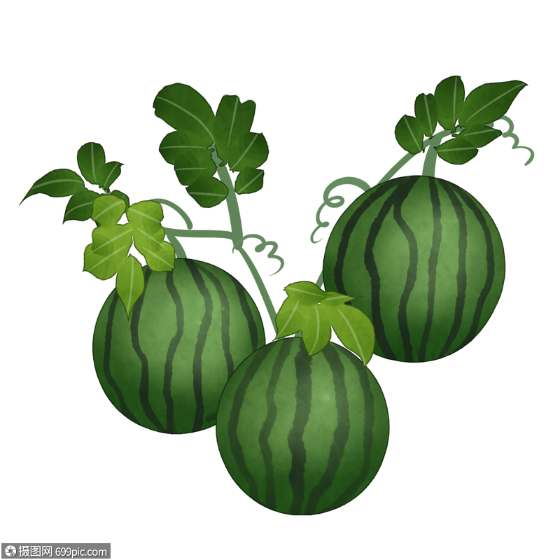 卡通蔓上的西瓜插图