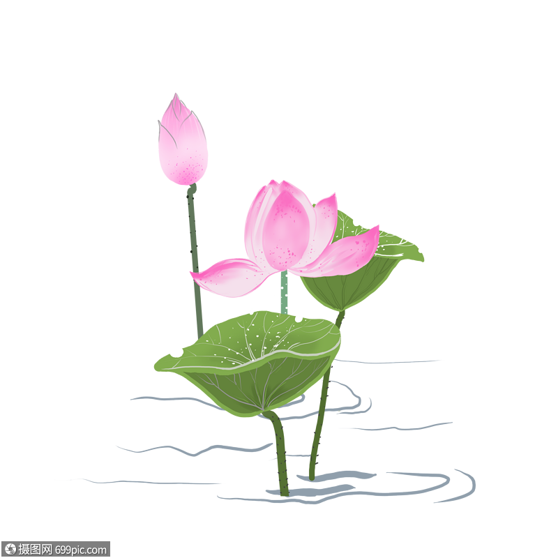 卡通盛开的荷花插图