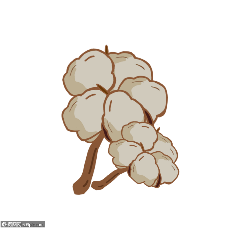 手绘两朵盛开的棉花