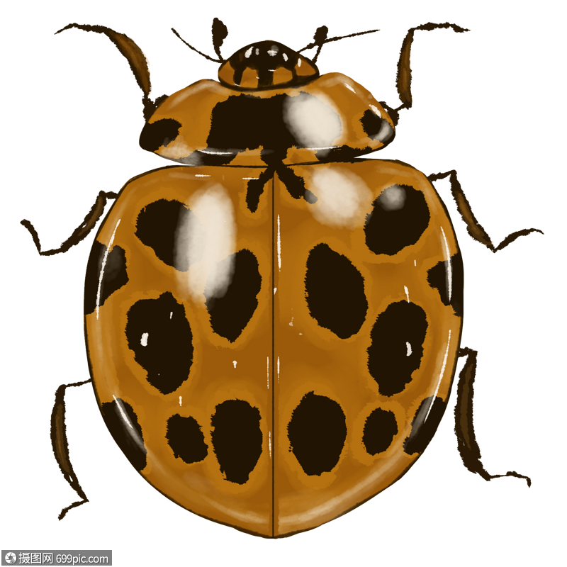 瓢虫昆虫标本高清图片素材