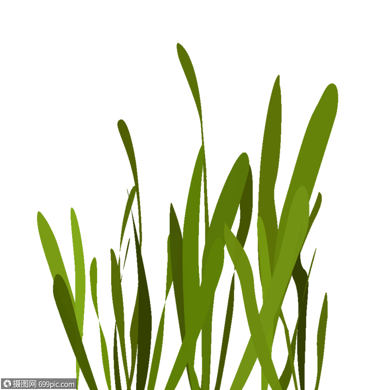 海藻石花菜藻类高清图片素材
