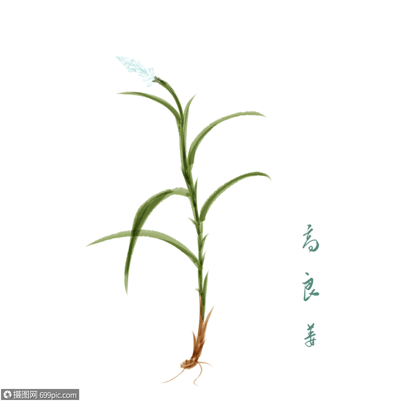 卡通一棵高良姜插图