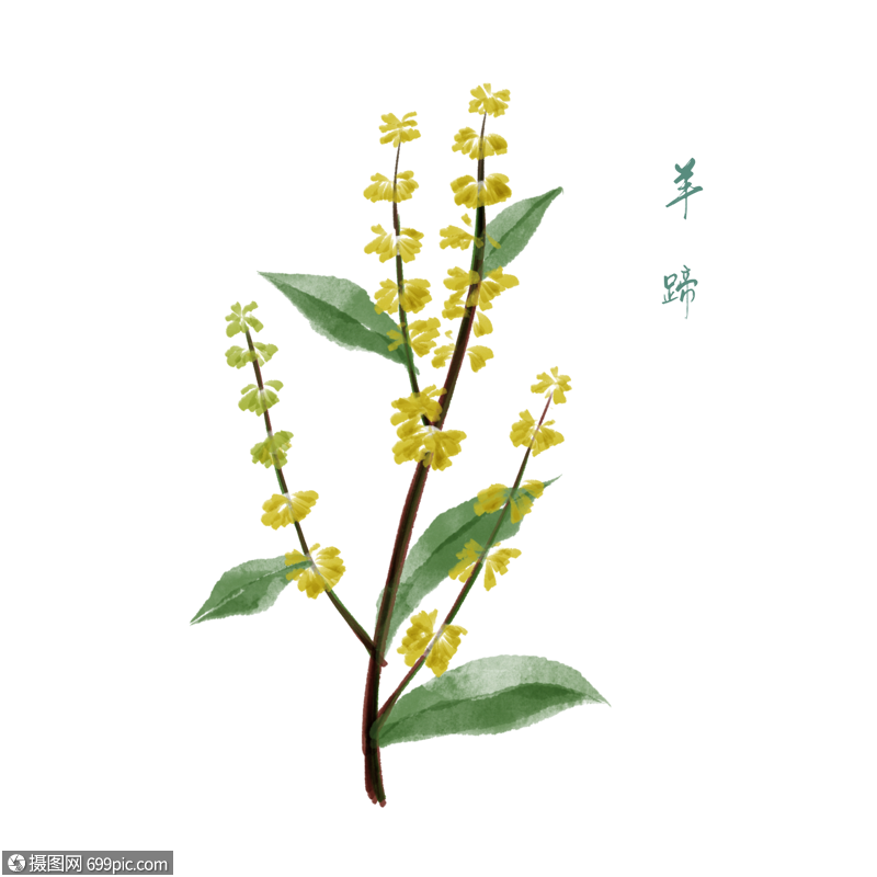 卡通草药羊蹄插图黄花绿叶