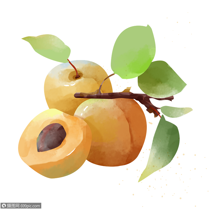 端午节手绘水彩插画梅子