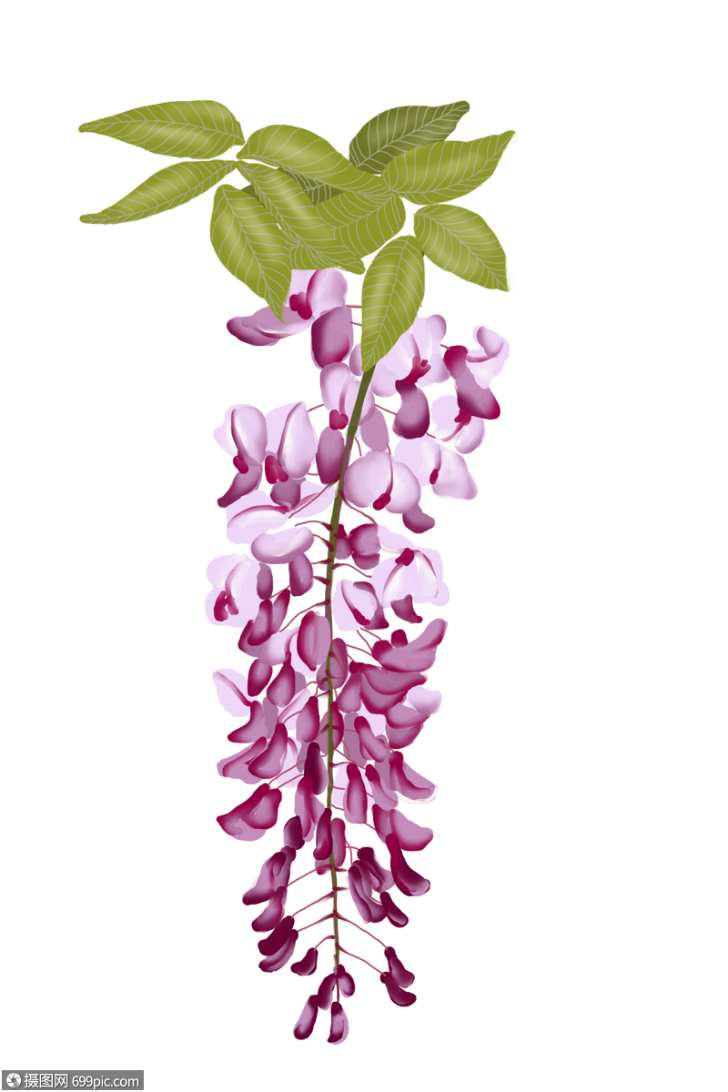 紫色紫藤花高清图片素材