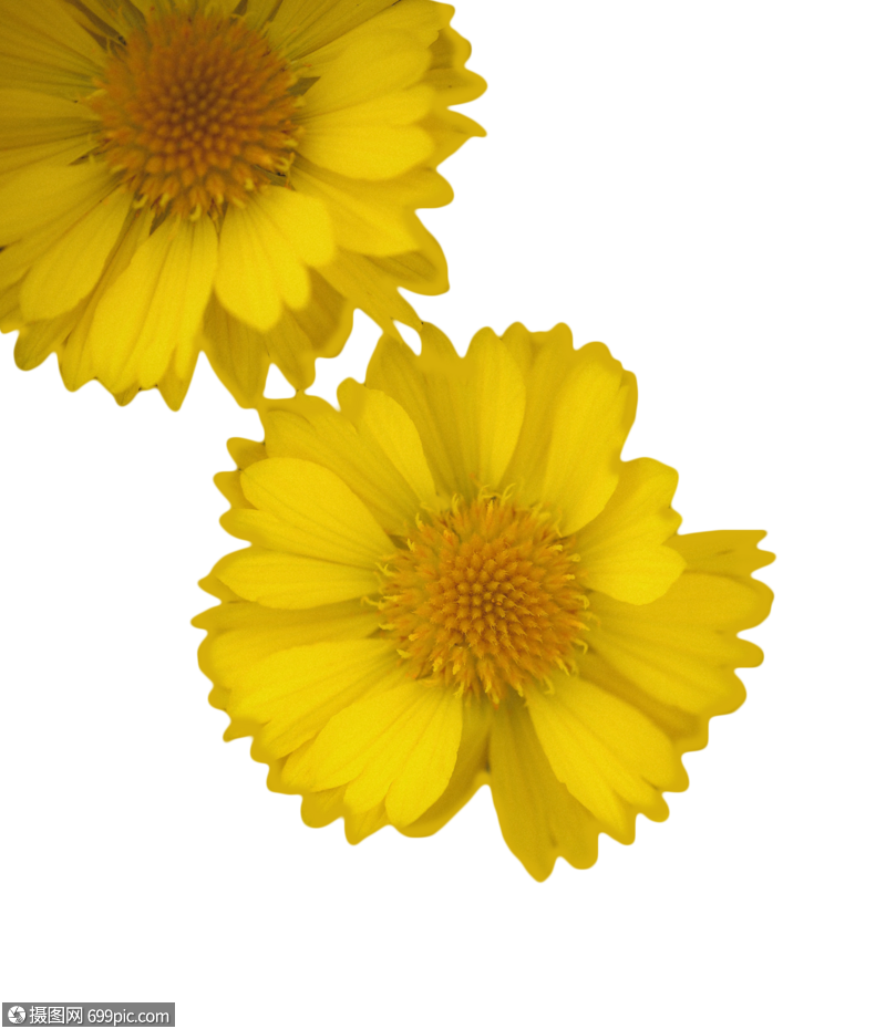 植物金鸡菊白色实物