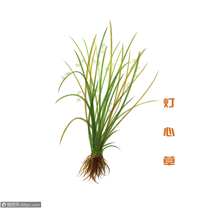 卡通药材灯心草插图