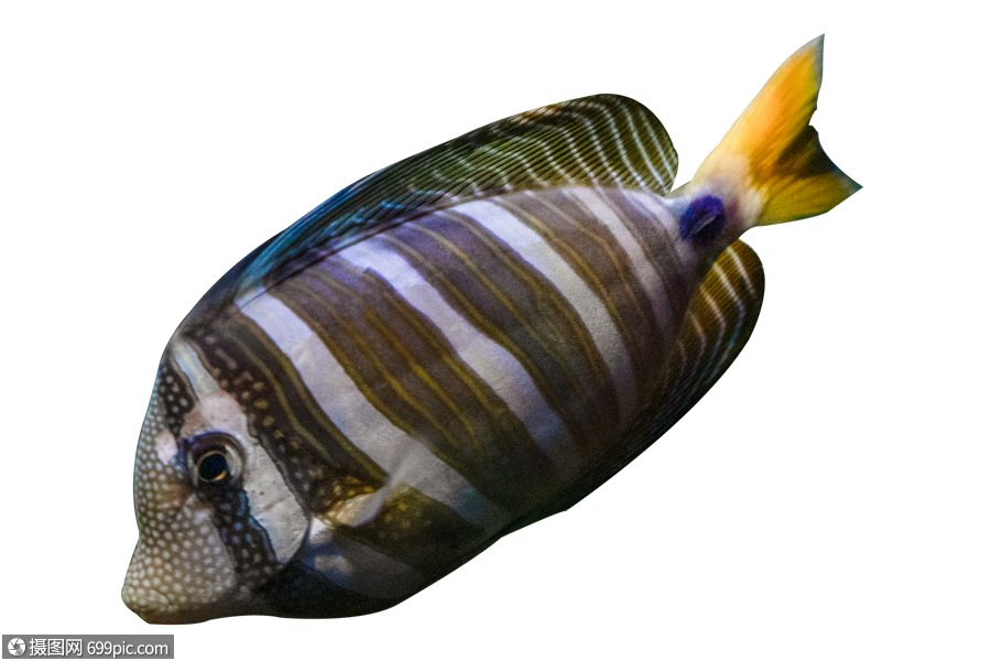 花纹热带鱼