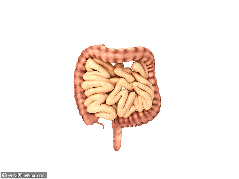 创意背景 三维模型 人体器官肠.max