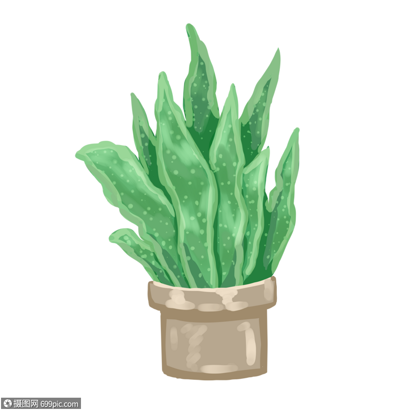 手绘植物虎尾兰