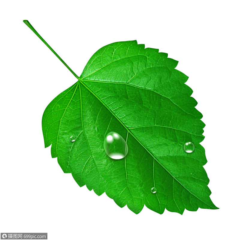 带水滴的绿色树叶