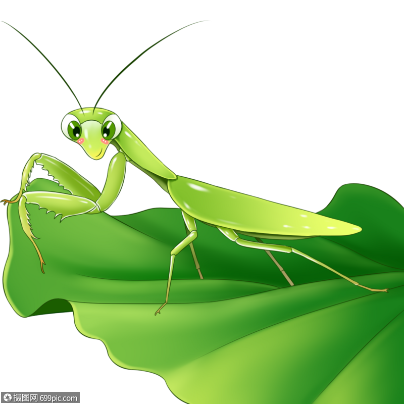 螳螂镰刀手臂绿色图片