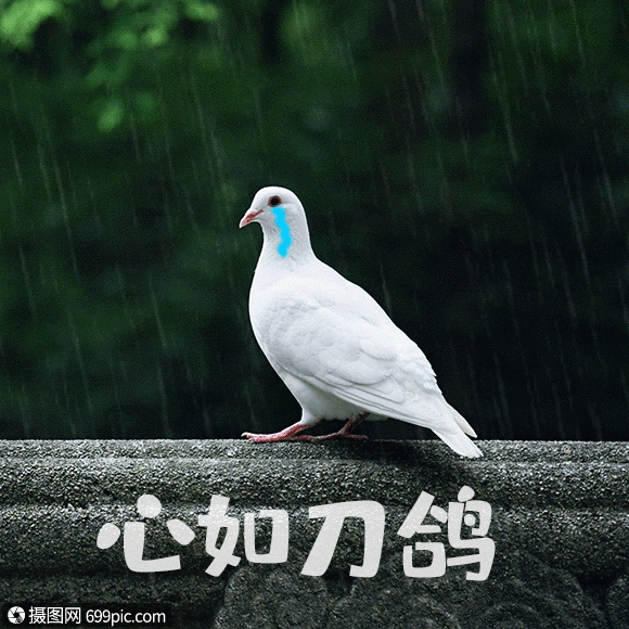 心如刀鸽聊天表情包gif鸽子表情包动物表情包