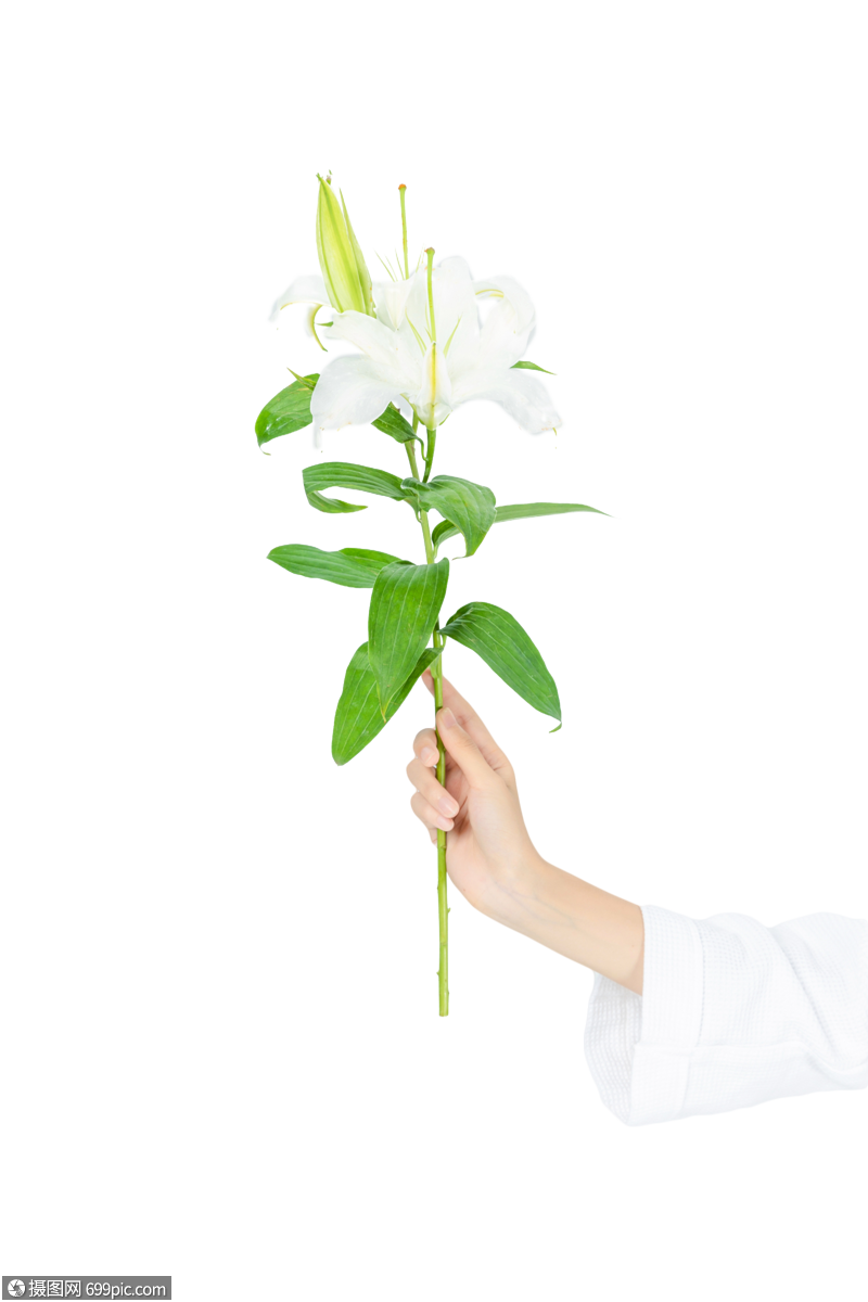 手拿百合百合花人像