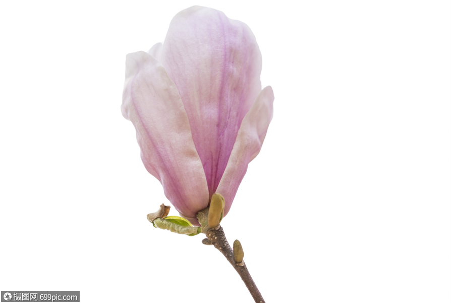 玉蘭花鮮花素材高清圖片素材