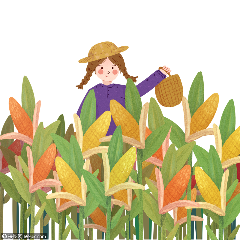 秋天女孩收玉米场景收获卡通