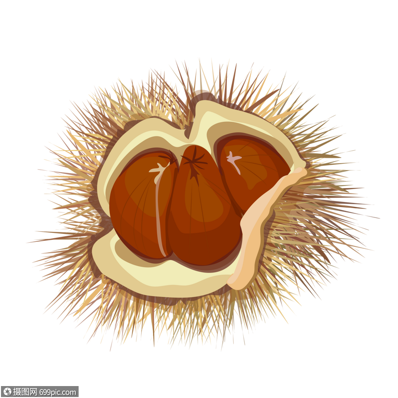 免抠元素 手绘/卡通元素 秋季成熟的毛栗子素材下载.psd