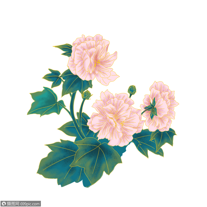 芙蓉花