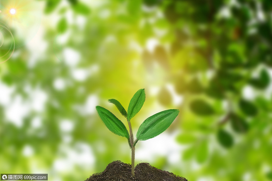 春天背景发芽小树苗