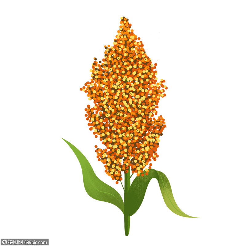 农作物红高粱手绘高粱高粱装饰