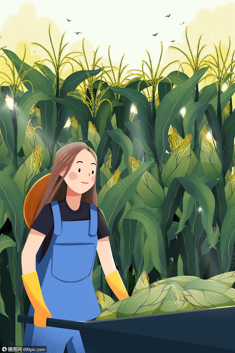 立秋运输玉米的女性农民海报插画