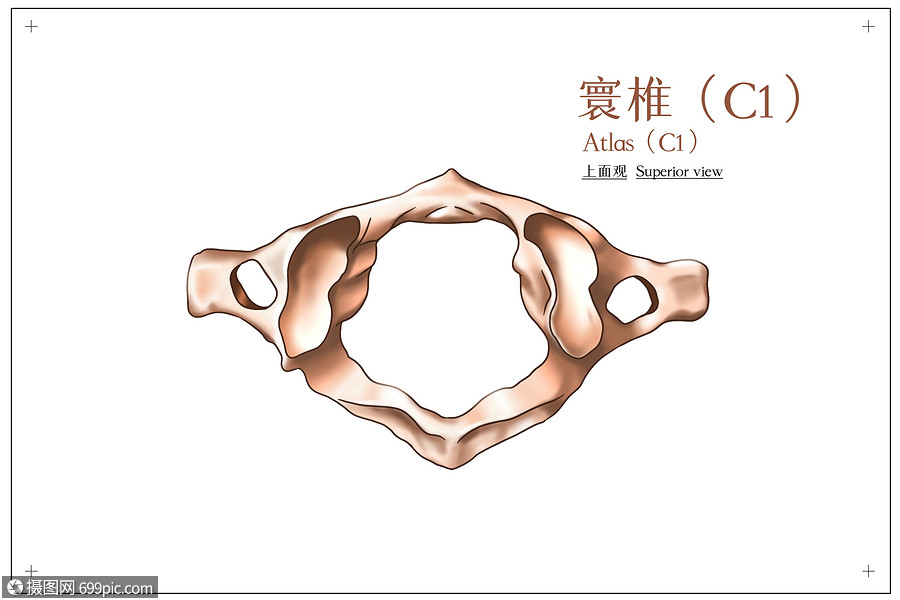 寰椎上面观医疗插画