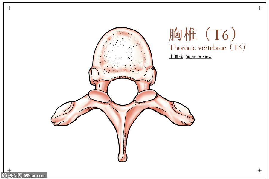 胸椎简笔画图片图片