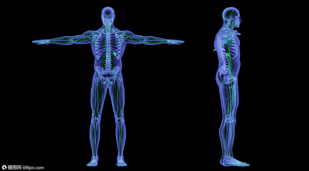 攝圖網>創意背景>三維模型>x光人體淋巴系統.max>
