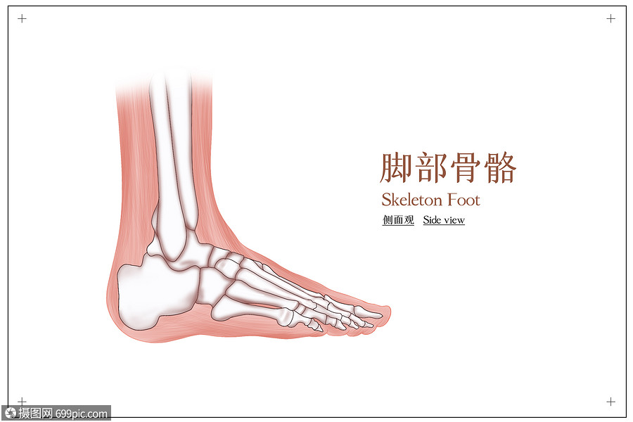 腳側面骨骼結構腳趾關節