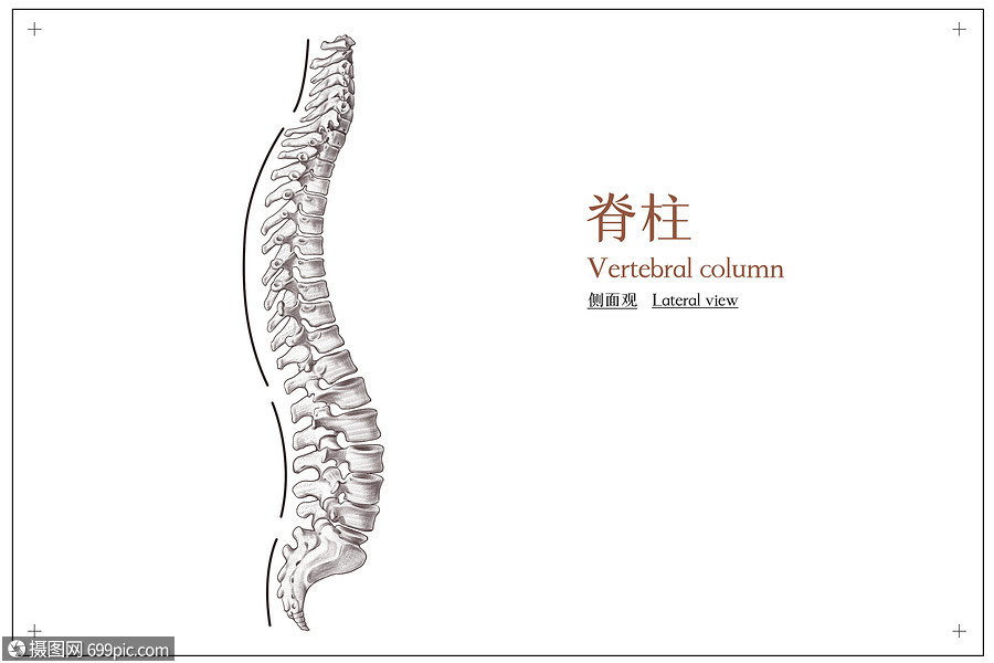 脊柱侧面观医疗插画