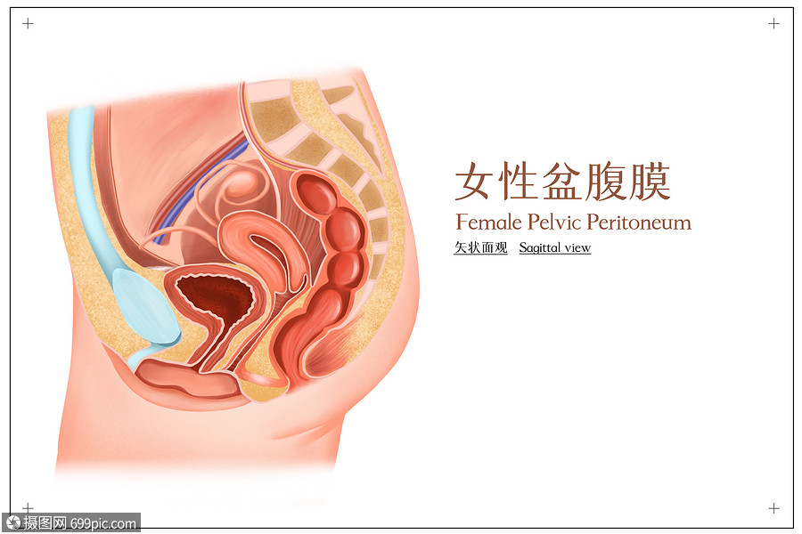 女性盆腹膜矢状面观解剖妇科