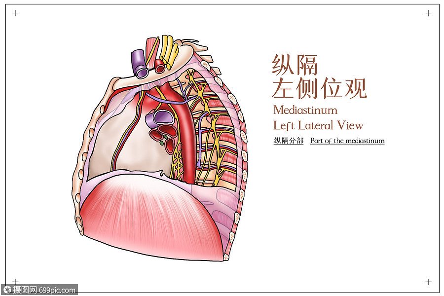 纵隔左侧位观医疗插画