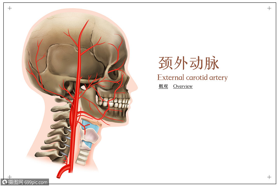 颈外动脉的概观医疗插画