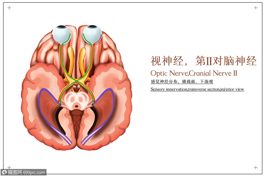 視神經,第ii對腦神經,感覺神經分佈,橫截面,下面觀醫療插畫