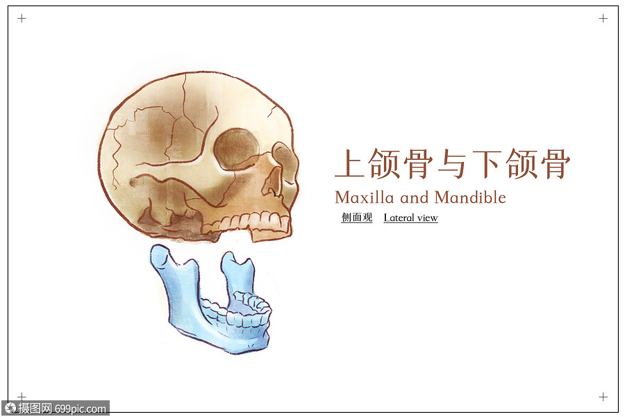 头部下颌骨侧面观医疗插画