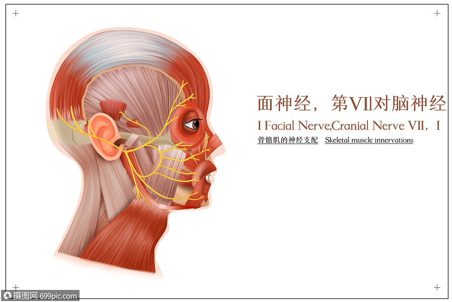 面神經和骨骼肌的神經支配醫療插畫