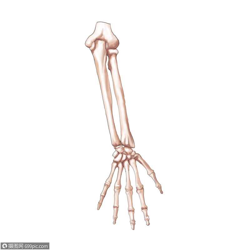 上肢远端骨骼胳膊骨头