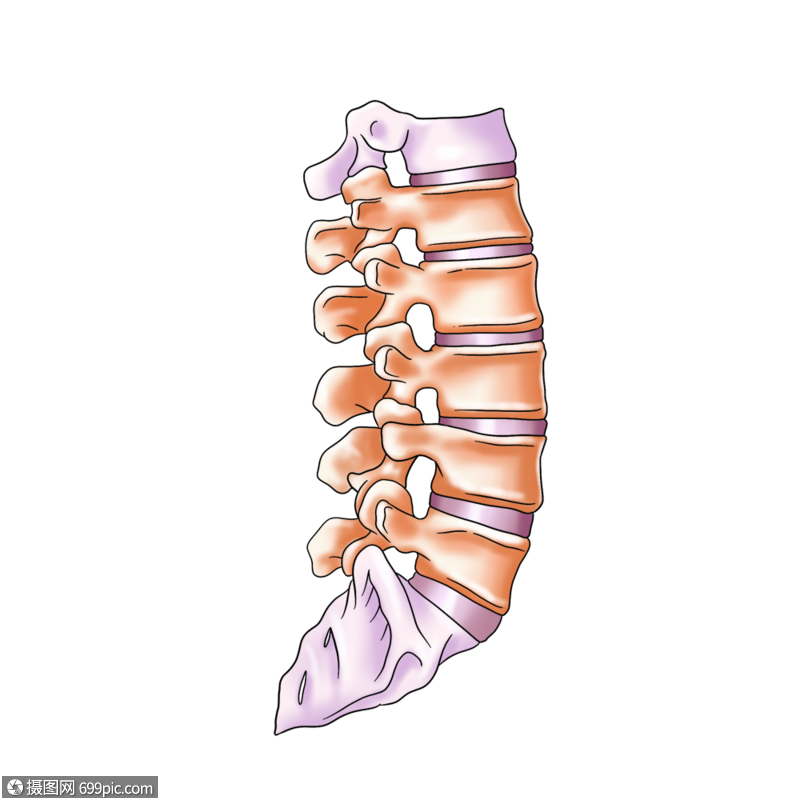腰椎关节侧面医学骨科
