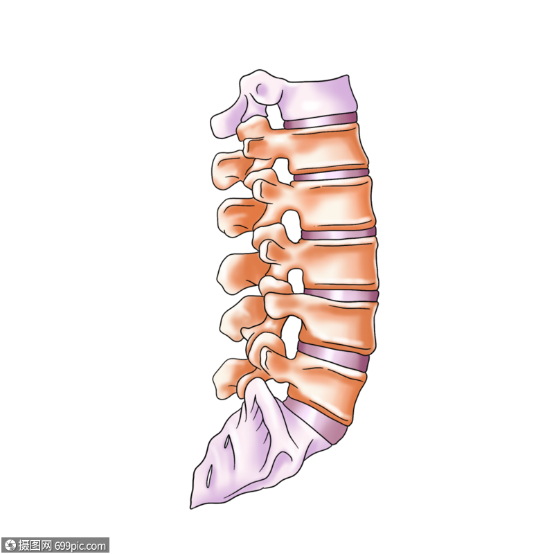 腰椎關節側面醫學骨科