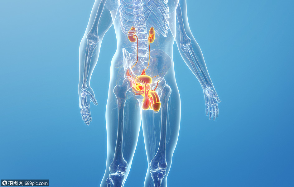 人体生殖器官结构(男性)泌尿系统x光