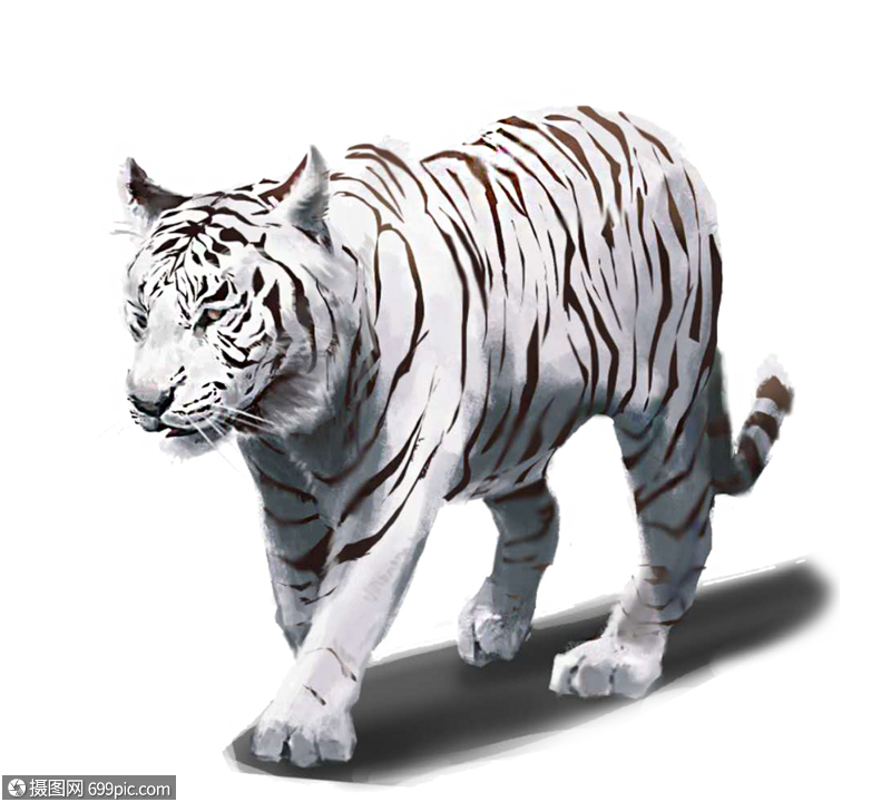 手绘白虎兽元素白老虎虎王