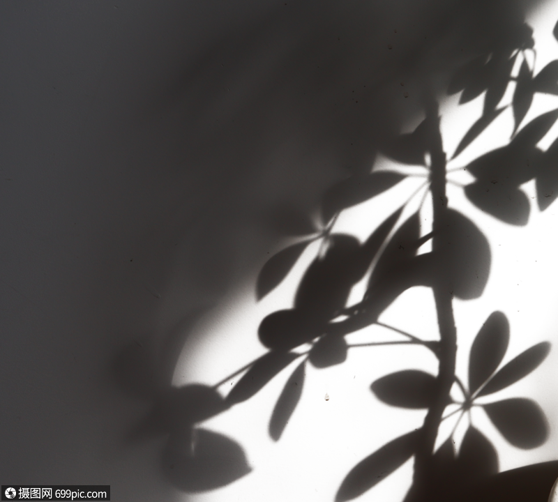 植物投影投射影子图片