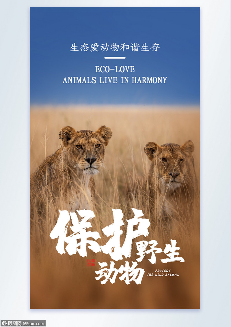 保护野生动物非洲狮子摄影图海报